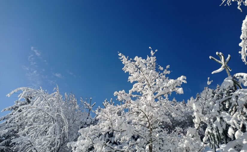 Blue sky and trees in the snow